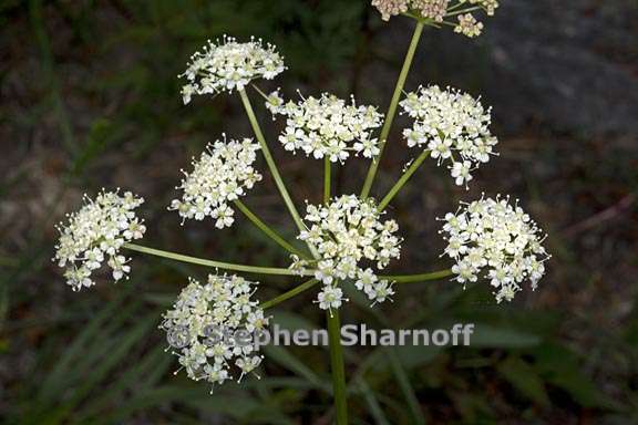 ligusticum grayi 2 graphic